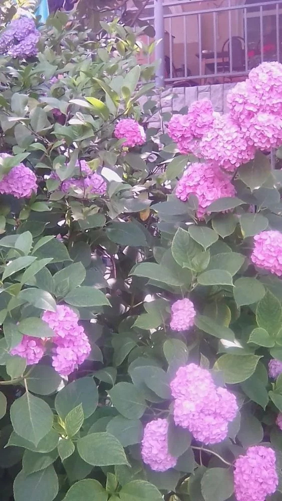 IMG-20190614-WA0002