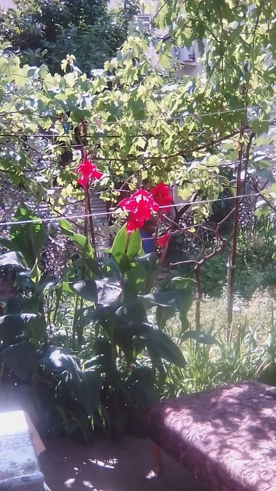 IMG-20190614-WA0009